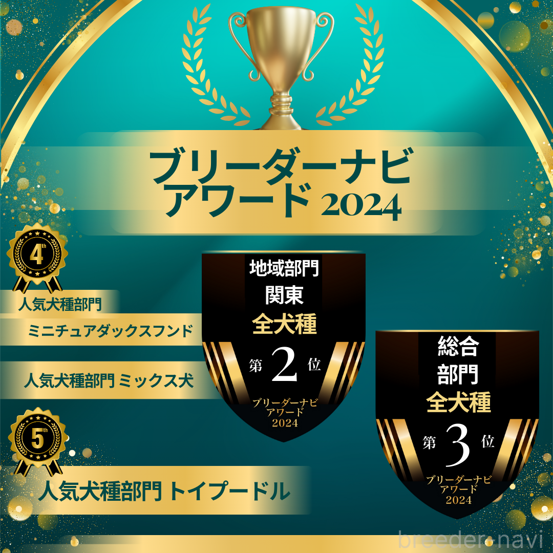 販売中の神奈川県のミニチュアダックスフンド(ロングヘアード)-388532の4枚目